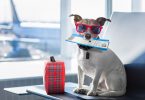 Air travel with pets