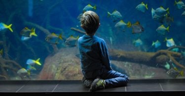 Tips For Moving a Fish Tank To a New Home