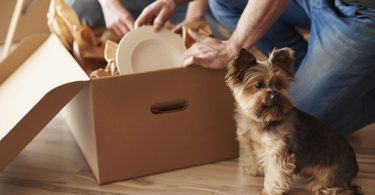 help your pets adjust to a new home