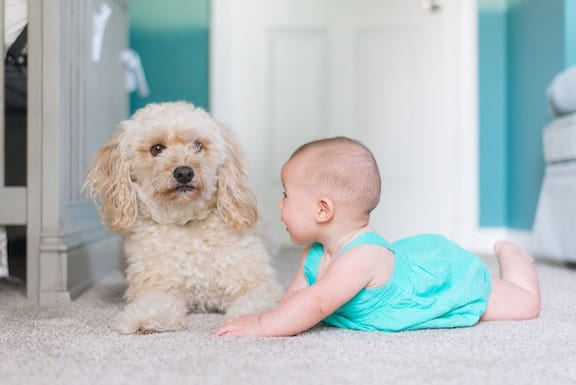 Baby and dog after moving