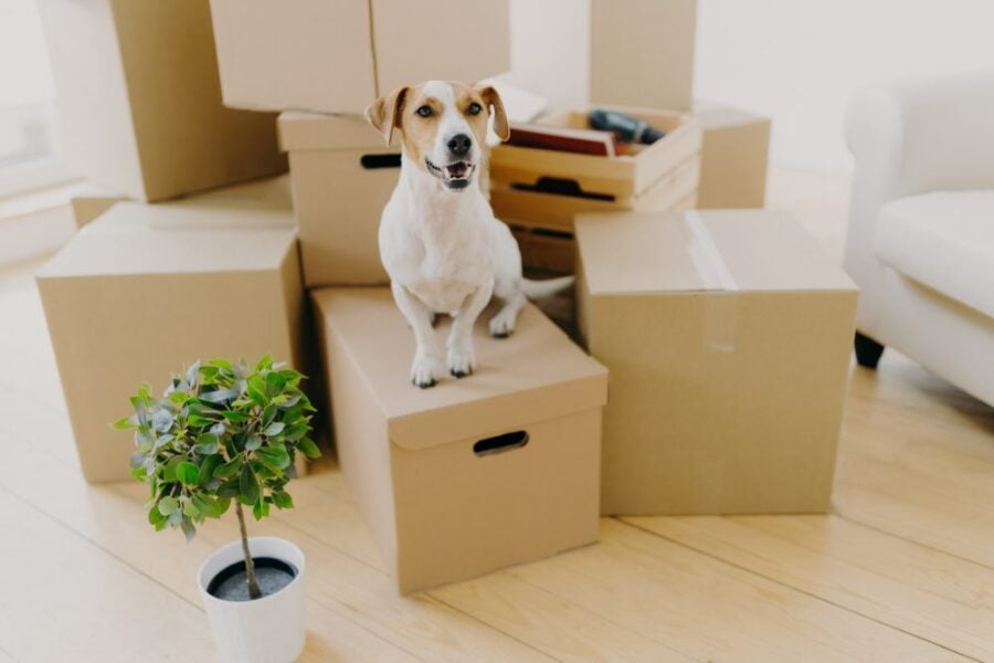 moving boxes with happy dog
