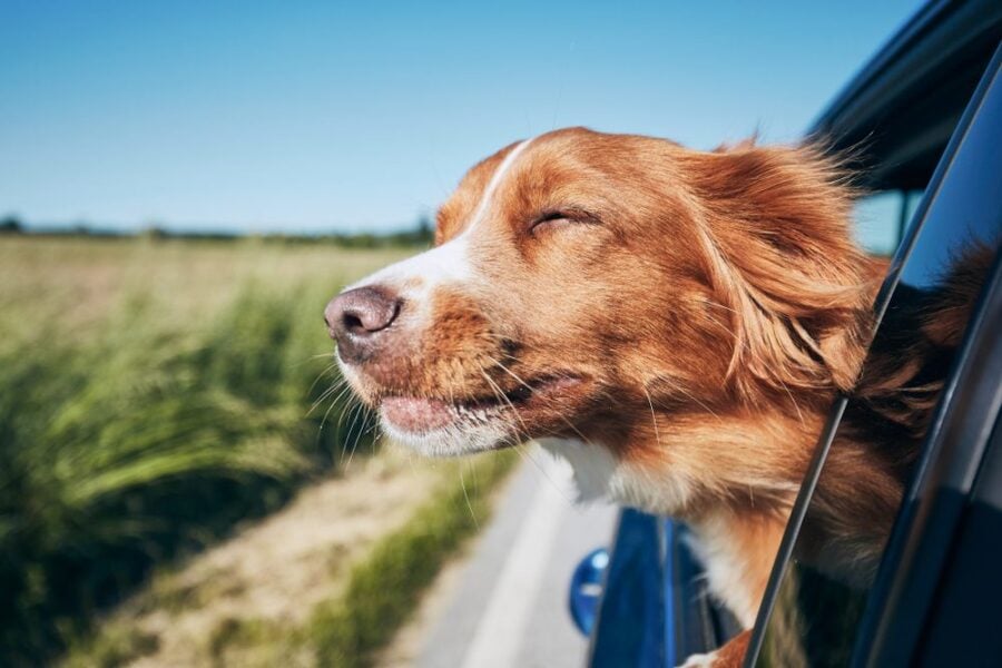 dog with head out of the car window on the open road
