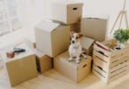 dog with moving boxes