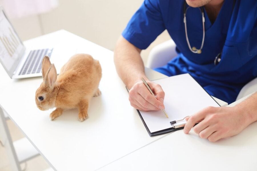 rabbit visiting the vet